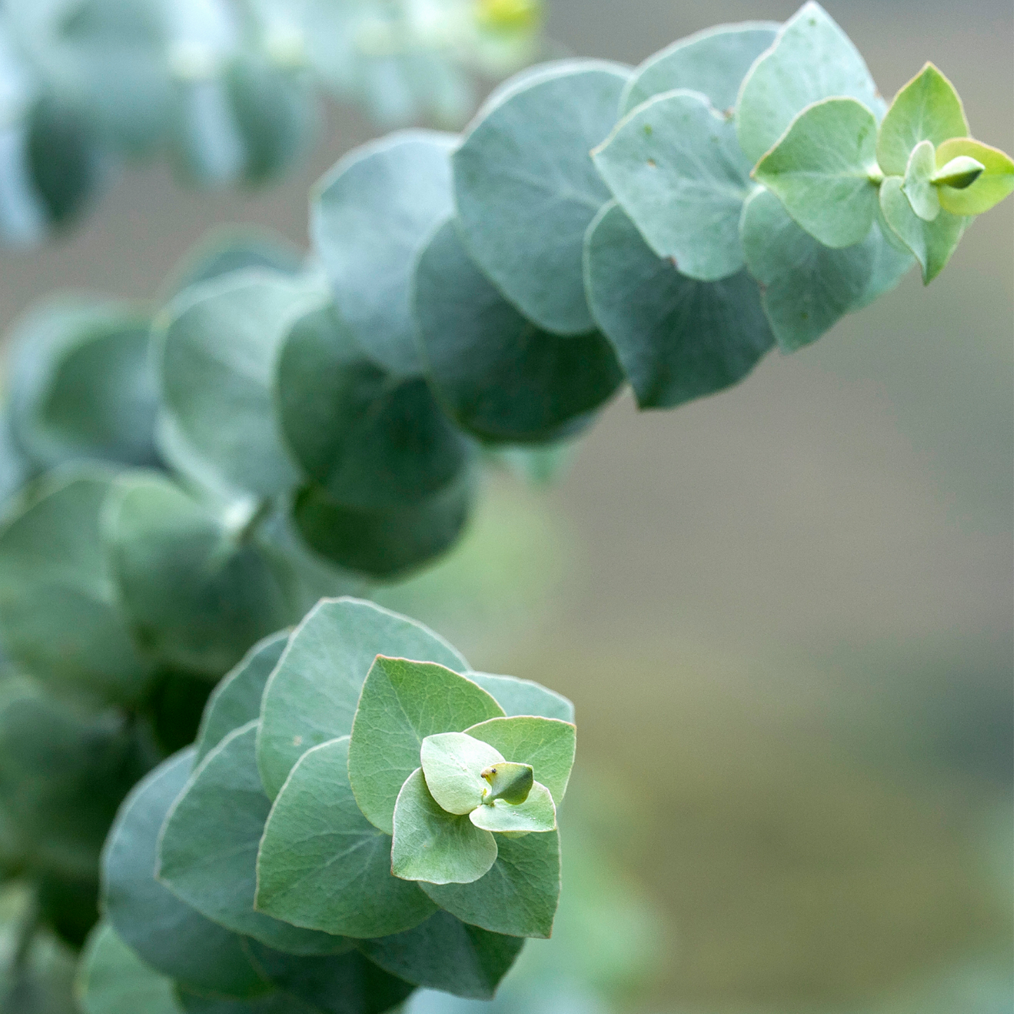 Eucalipto - Eucalyptus Pulverulenta 'baby Blue' - Altura 40-50cm - ⌀19cm_3