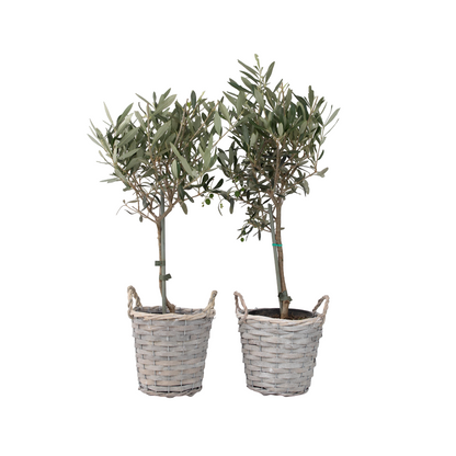 Olivo - 2 Pzs - Olea Europaea - Altura 50-60cm - ⌀14cm_0