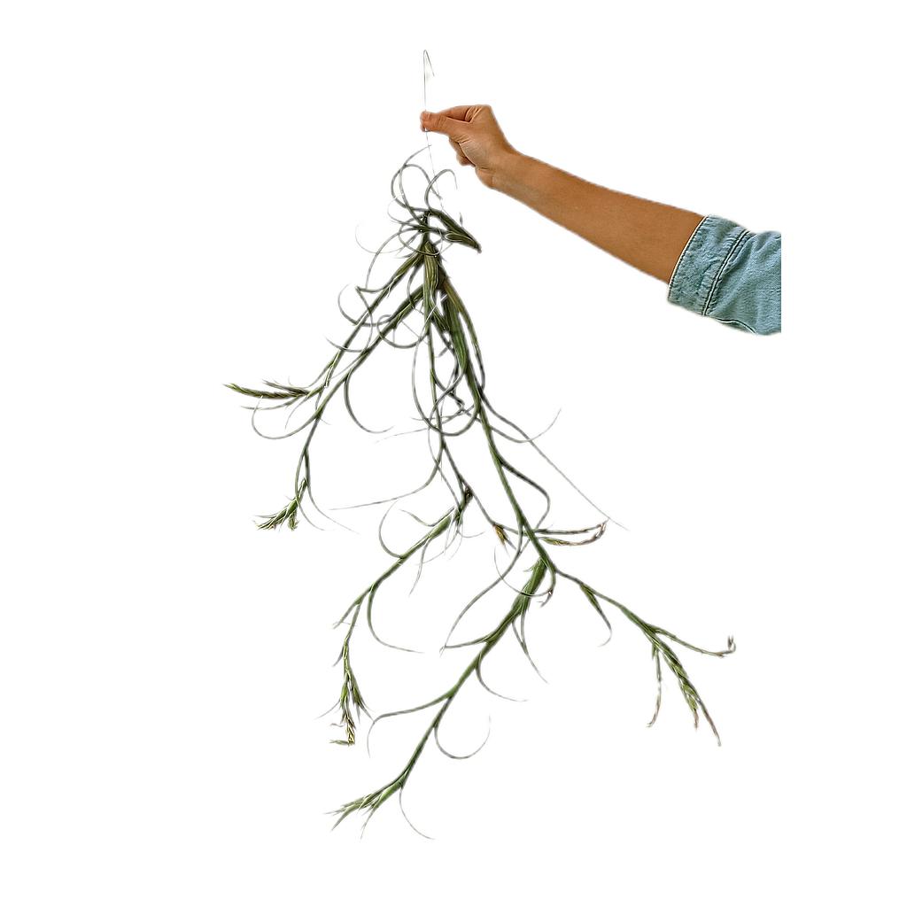 Tillandsia Intermedia Xxl_0