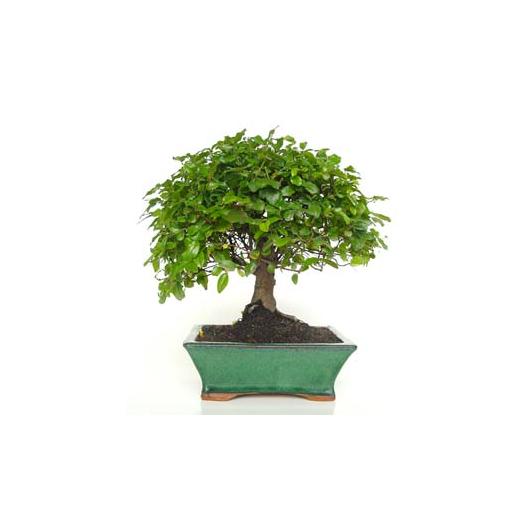 Bonsai Sageretia theezans 7 anos - Ameixa Chinesa