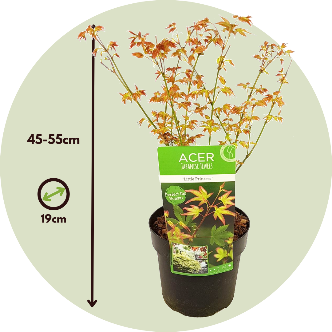Arce Japonés - 2 Pzs - Acer Palmatum 'little Princess' - Altura 45-55cm - ⌀19cm_2