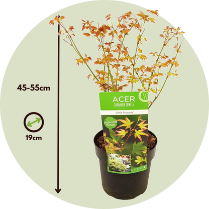 Arce Japonés - 2 Pzs - Acer Palmatum 'little Princess' - Altura 45-55cm - ⌀19cm_2