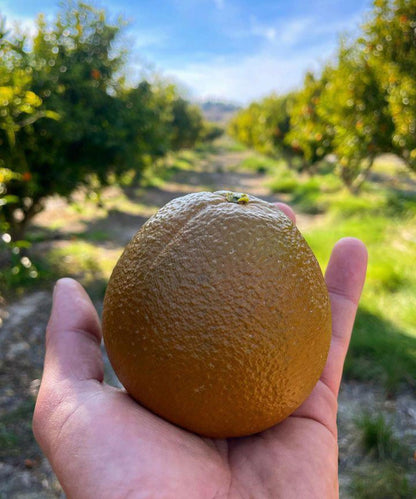 Naranja Chocolate Premium De La Huerta Valenciana Caja De 10 Kgs Recien Recogidas 24 Horas Antes De Ser Mandadas, Del Campo A Tu Mesa_1