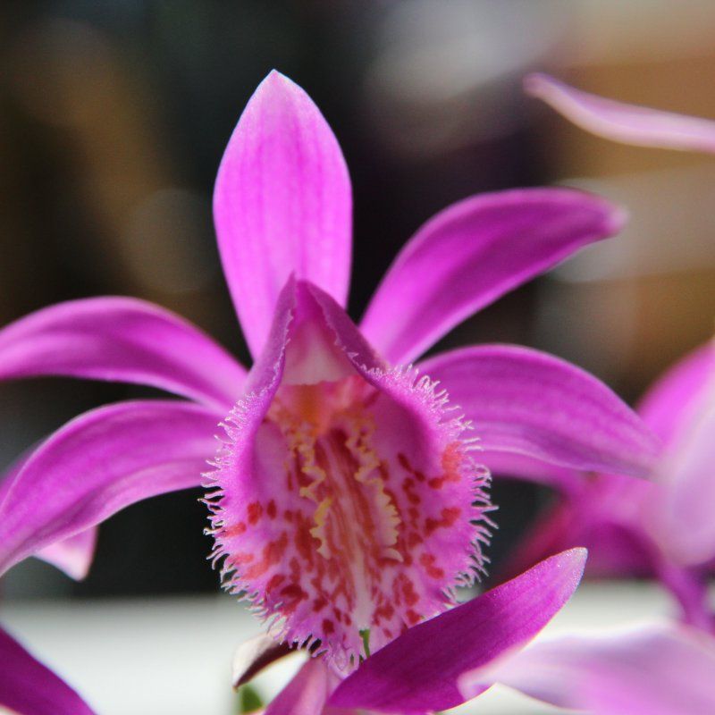 1 Bulbo Pleione 'tongariro' Orquidea Terrestre_0