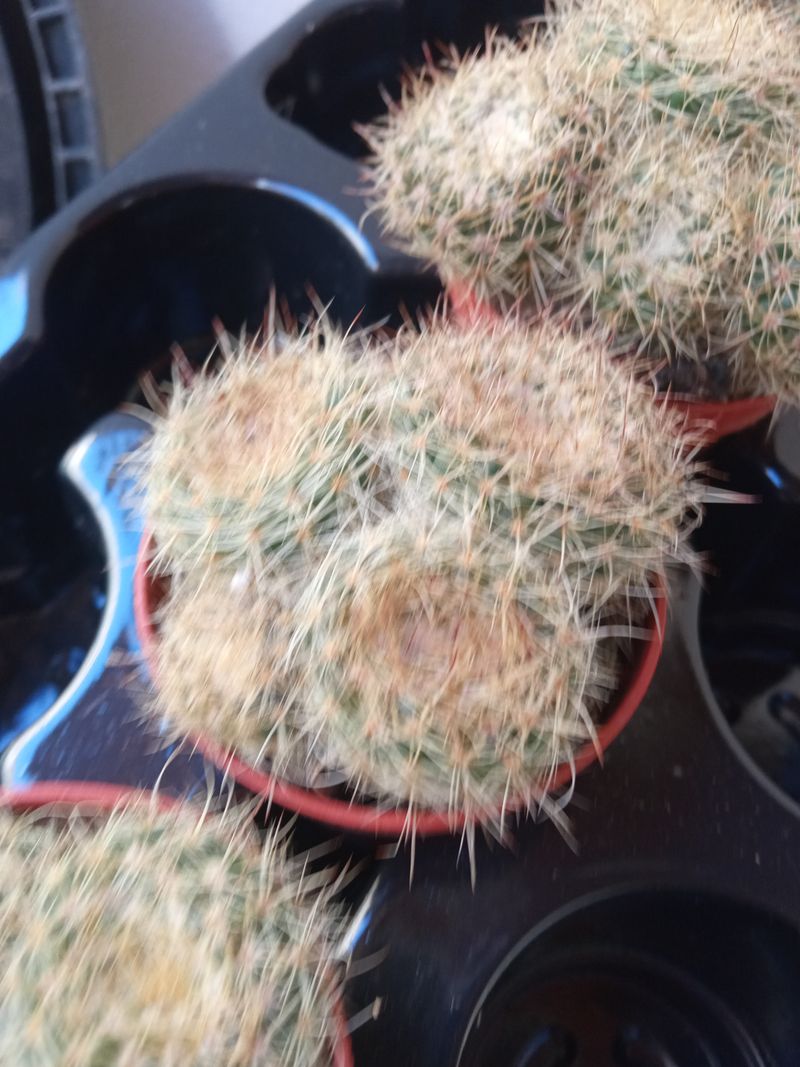 Cactus No Id Ref 4b Ø5 Cm Planta Suculenta_0