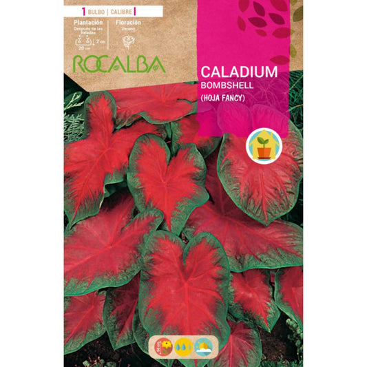 Caladium Bombshell folha extravagante verde escuro e vermelho