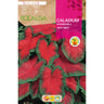 Caladium Bombshell folha extravagante verde escuro e vermelho
