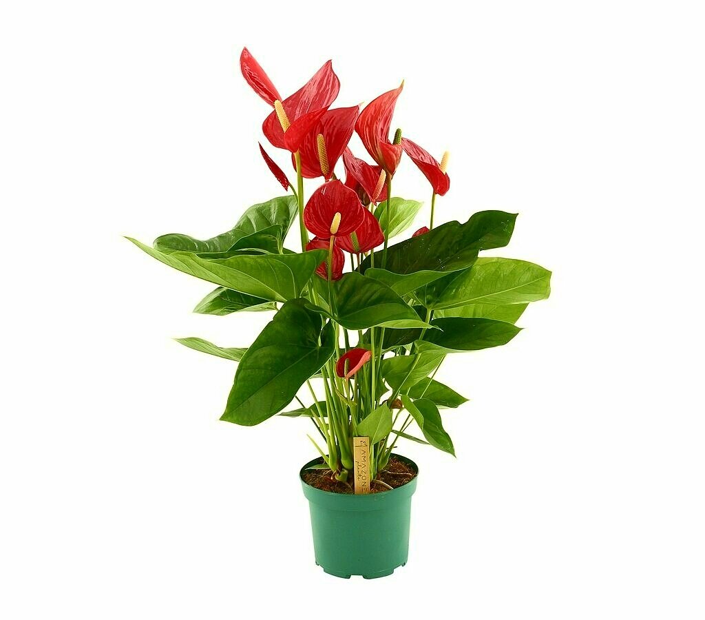Anthurium Andreanum Melodia M17 70cm_0