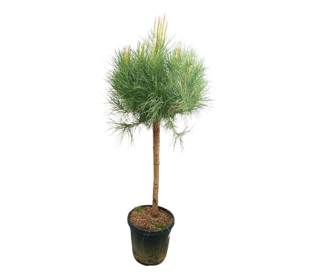 Pinus Pinea Copa M35 150-170cm_0