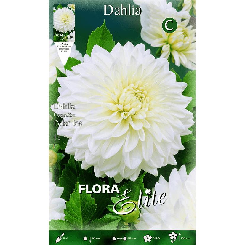 Bulbo decorativo Dália branco puro 1 unidade
