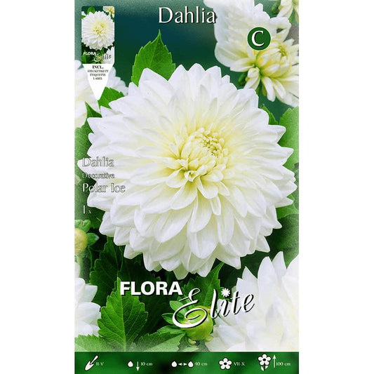 Bulbo decorativo Dália branco puro 1 unidade