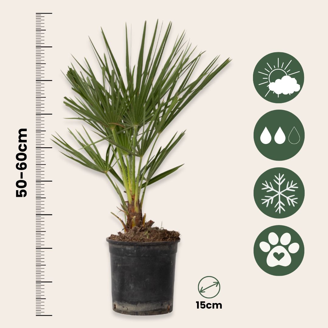 Palmito - 2 Pzs - Chamaerops Humilis - Altura 50-60cm - ⌀15cm_2