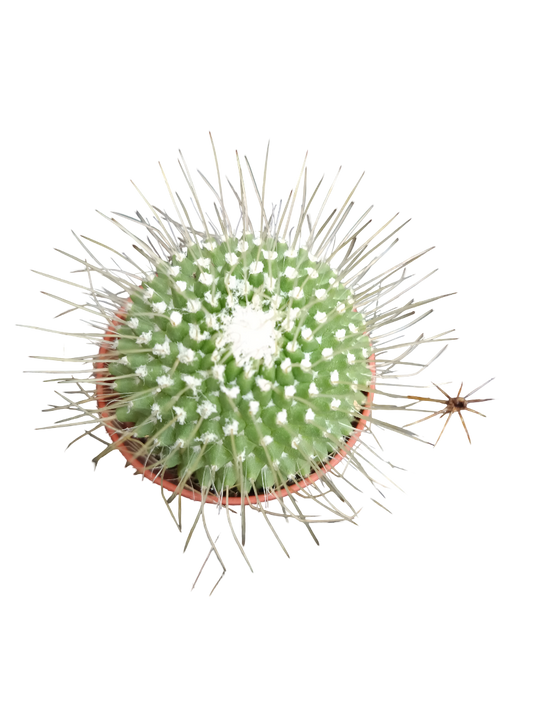 Cactus Surtido Aleatorio ☼ Planta Pequeña Ø5 Venta Por Unidad_0