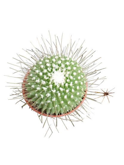 Cactus Surtido Aleatorio ☼ Planta Pequeña Ø5 Venta Por Unidad_0