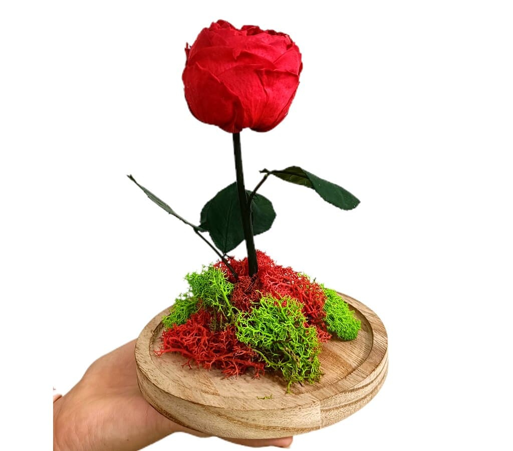 Mundo Eterno Peonía Roja En Cúpula 12x20cm_0