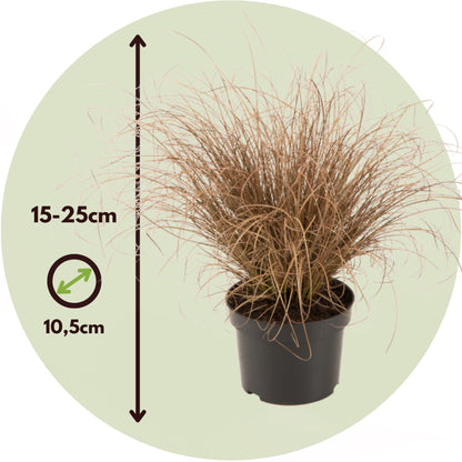 Carex Niebla Amazónica - 6 Pzs - Carex 'amazon Mist' - Altura 15-25cm - ⌀105cm_2