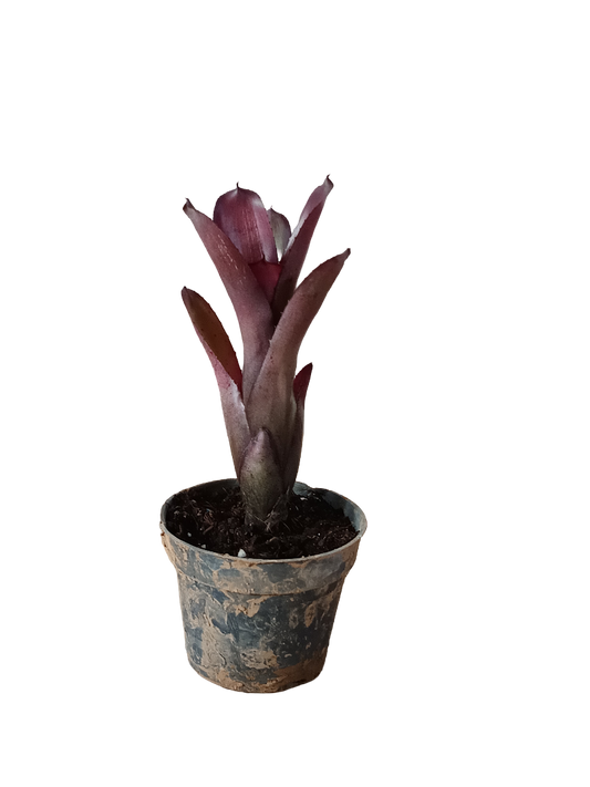 Neoregelia Dungsiana X Purple Star Planta Bromelia Para Terrarios E Inteior_0