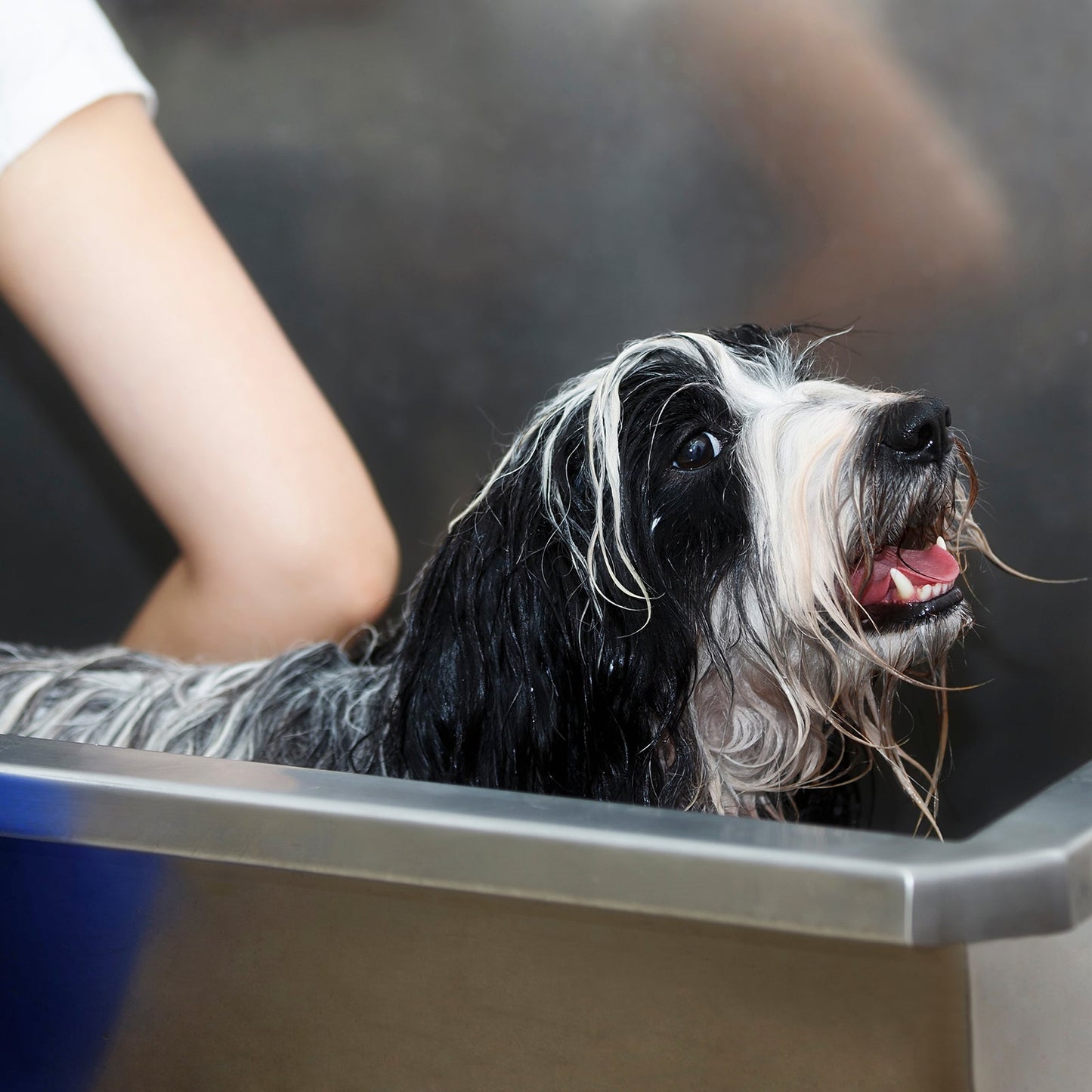 Bañera Peluquería Canina De Acero Inoxidable | 600 Mm_2