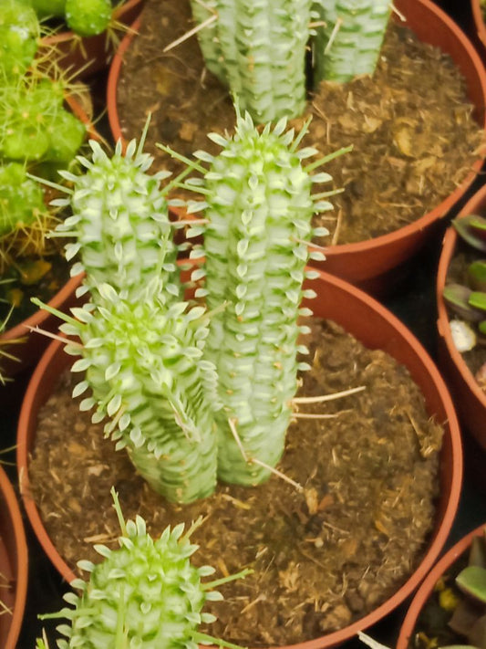 Euphorbia Mammillaris Variegata Ø8 Planta Suculent_0