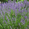 Sementes De Lavanda Orgânicas