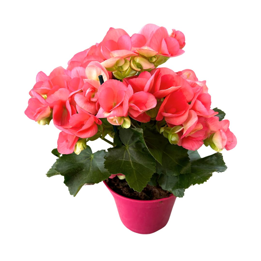 Begonia Elatior Planta De Interior Con Una Gran Floración_0