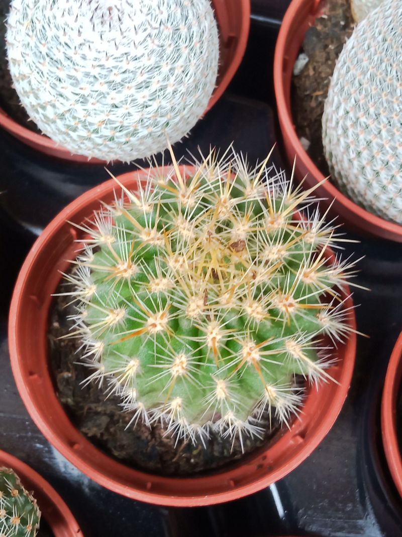 Plantas Suculentas Y Cactus A Elegir Ø5 Cm #ref67_0