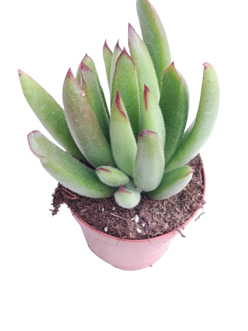 Cotyledon Pico Rojo Ø5 Planta Suculenta_0