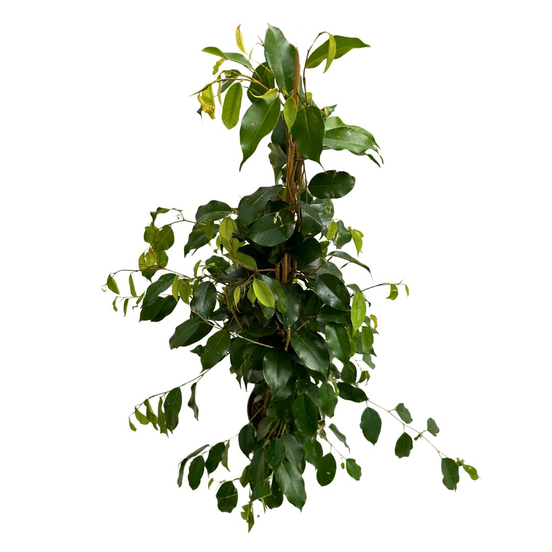 Ficus Danielle_0