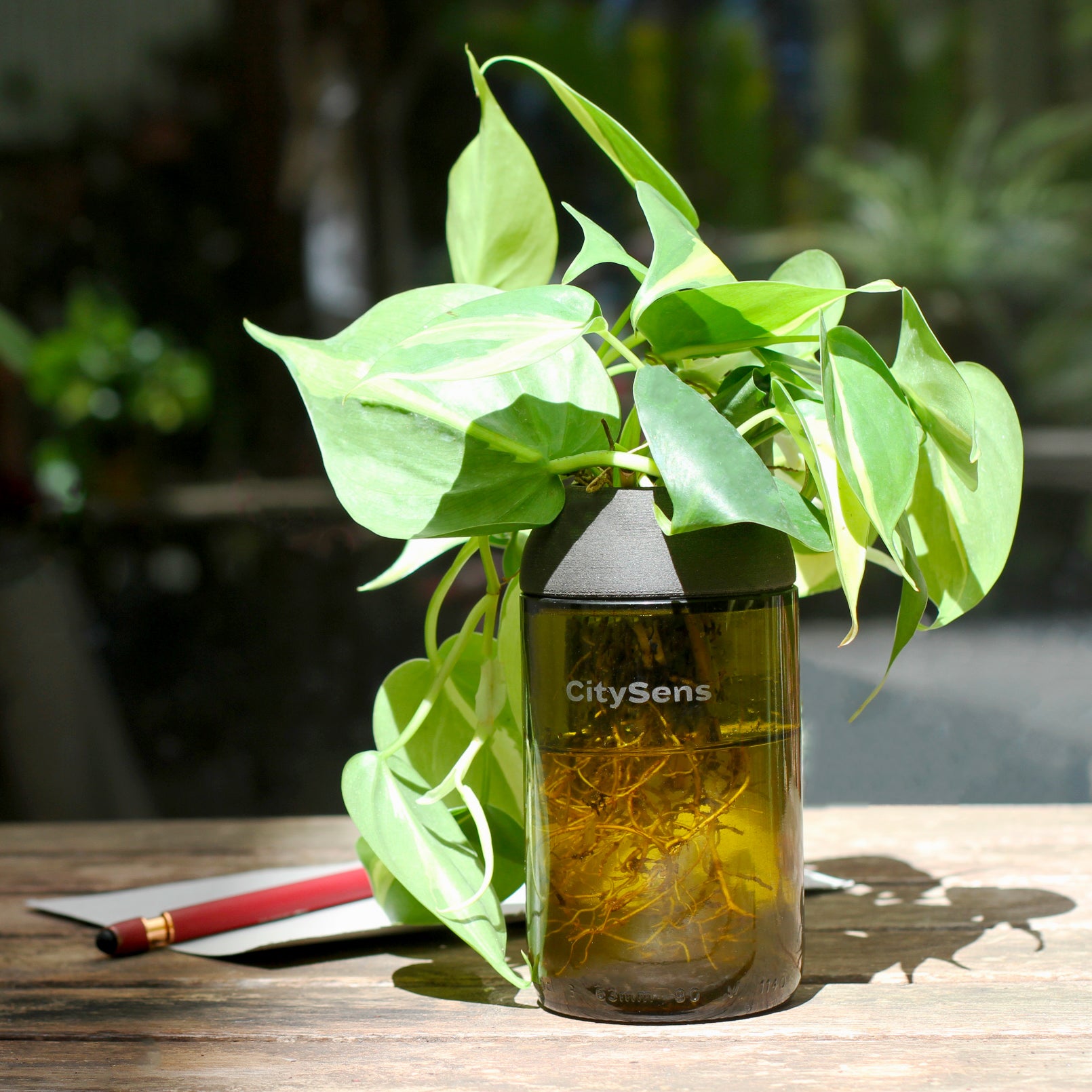 Macetero Transparente Citysens Con Planta Y Soporte De Ébano – Ámbar, Vidrio Reutilizado Y Biofilamento De Madera 3d_1