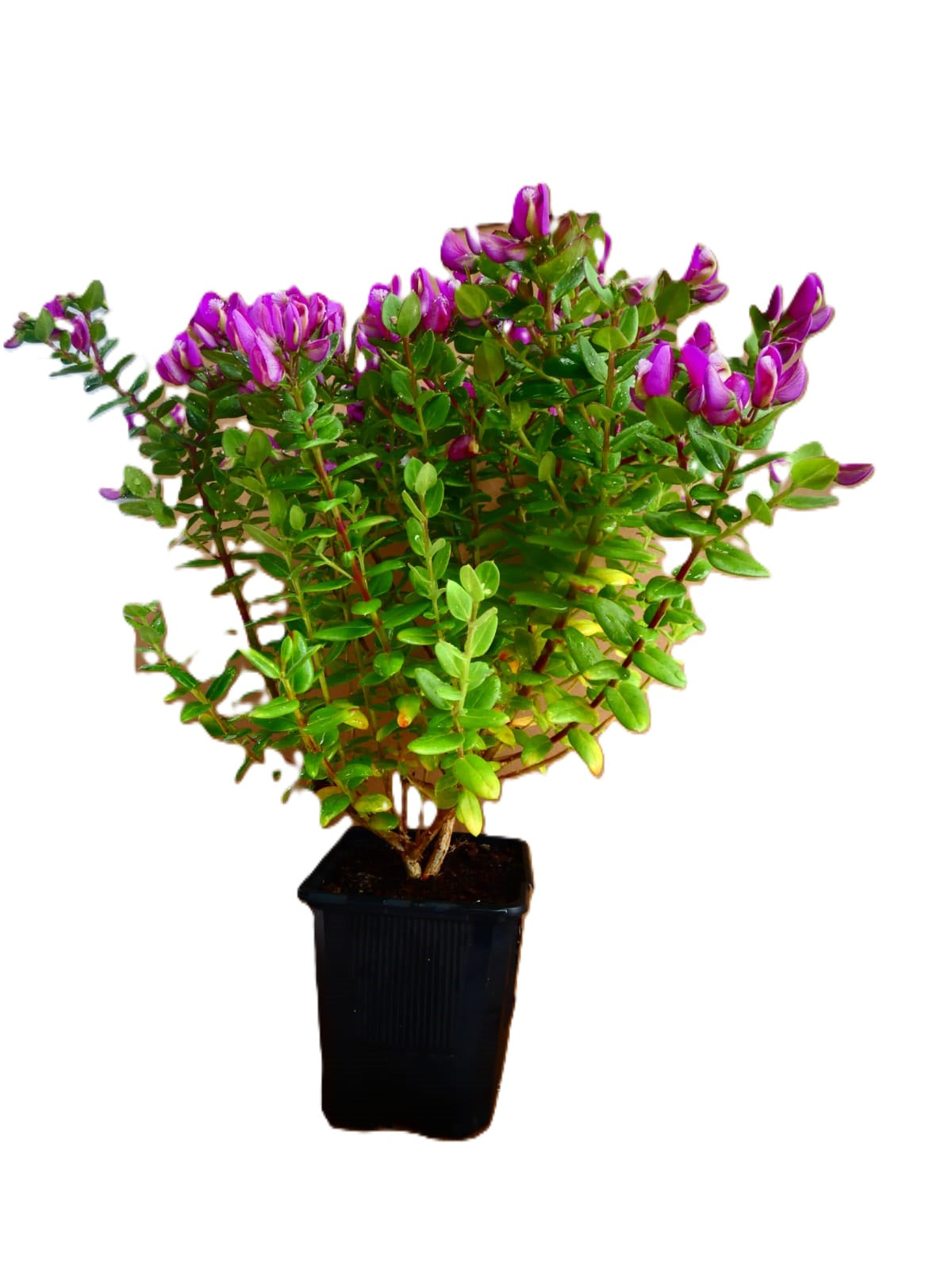 Polygala Myrtifolia Enana_0
