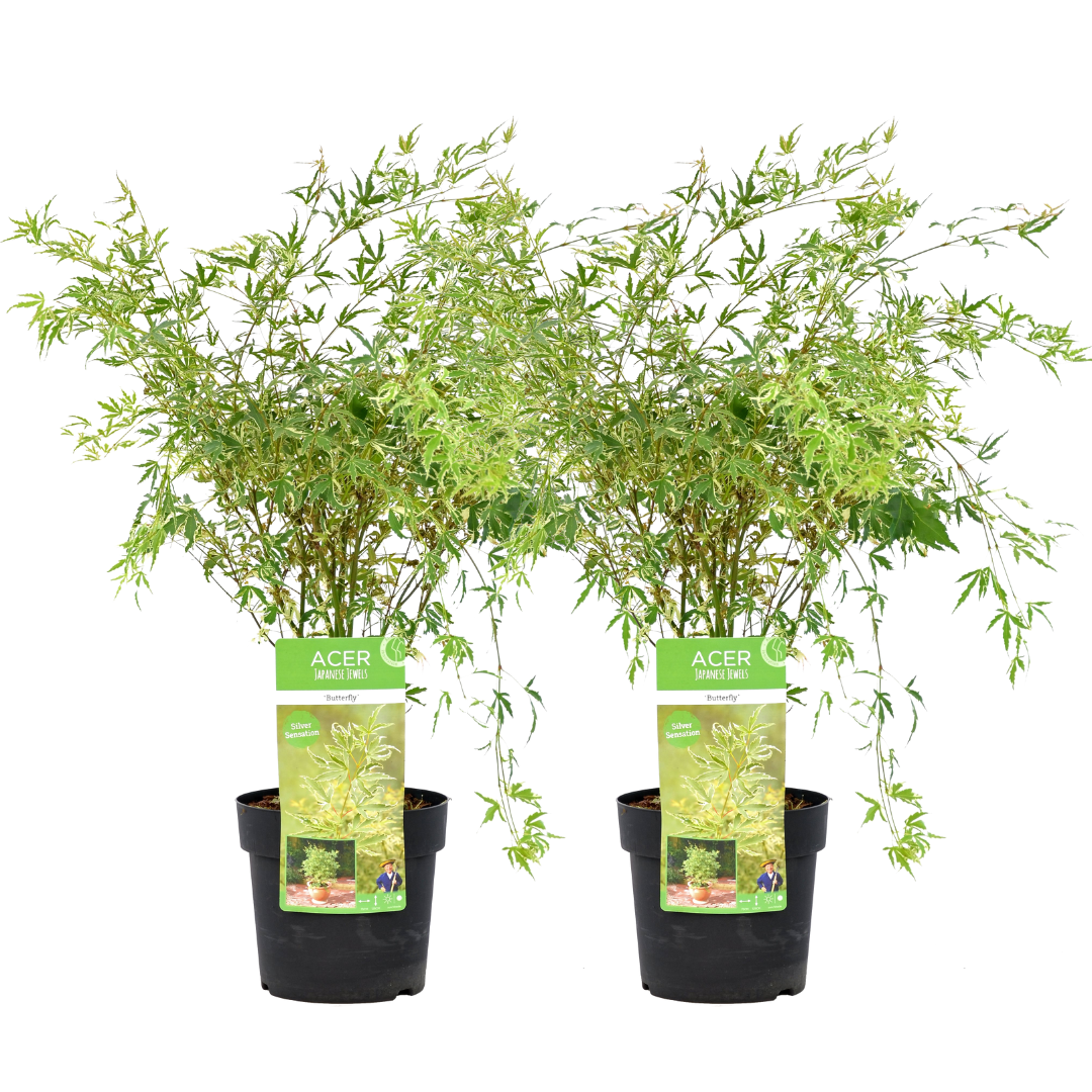 Arce Japonés - 2 Pzs - Acer Palmatum 'butterfly' - Altura 50-60cm - ⌀19cm_0
