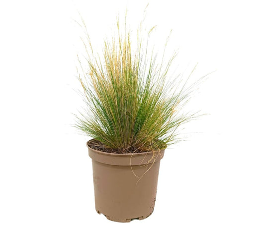 Stipa Tenuissima M30 60-80cm_0