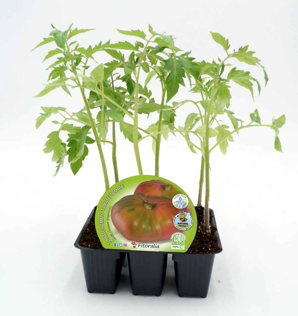 Pack Plantones Tomate Rosa 6 Ud. Natural - Fitoralia_0