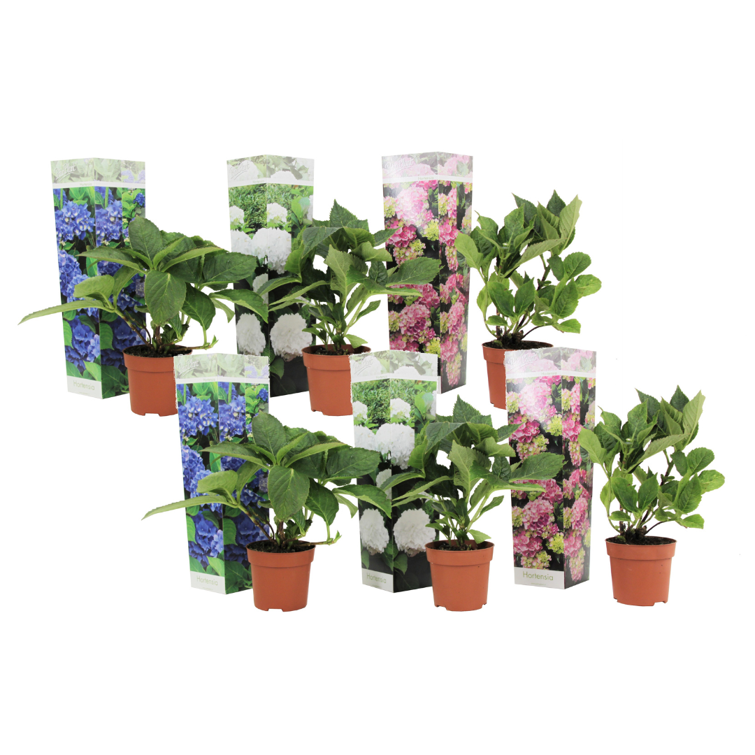 Hortensia - 6 Pzs - Hydrangea Macrophylla - Altura 25-40cm - ⌀9cm_0