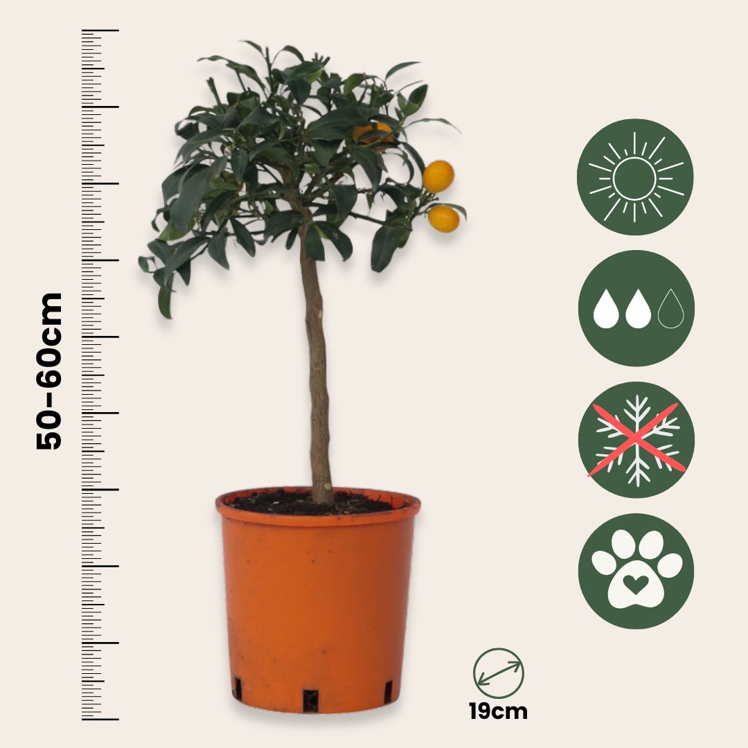 Naranjo Enano - 2 Pzs - Citrus Microcarpa 'kumquat' - Altura 50-60cm - ⌀19cm_2