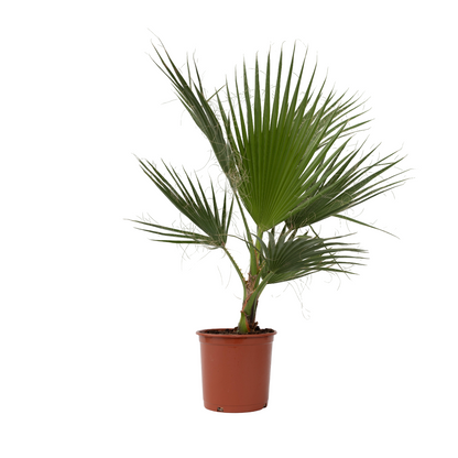 Palmera Mexicana - Washingtonia Robusta - Altura 70-90cm - ⌀21cm_0