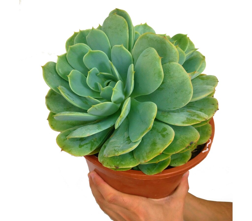 Echeveria Lady Acuarius M20_0