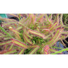 Sementes de plantas carnívoras Drosera capensis