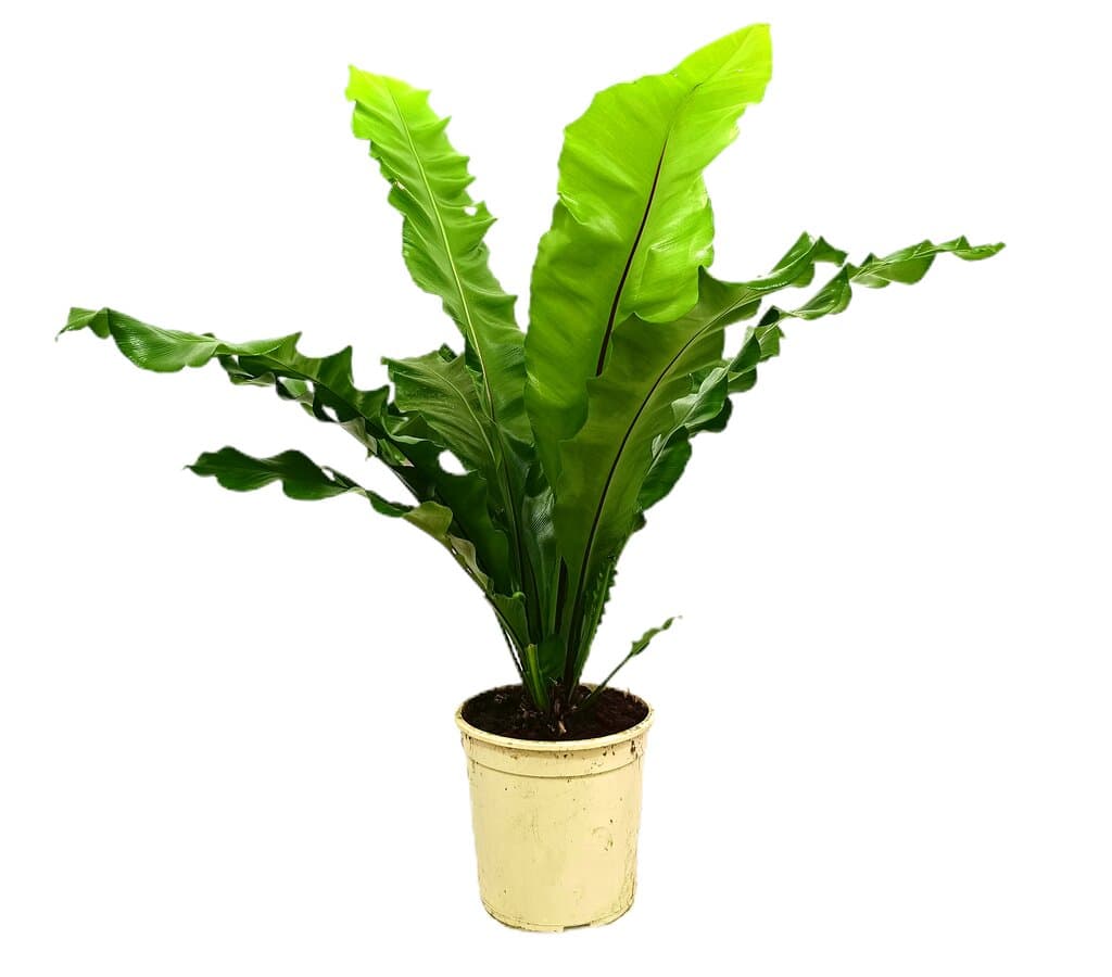 Asplenium Nidus M20 80-100cm_0