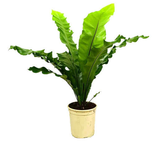 Asplenium Nidus M20 80-100cm_0