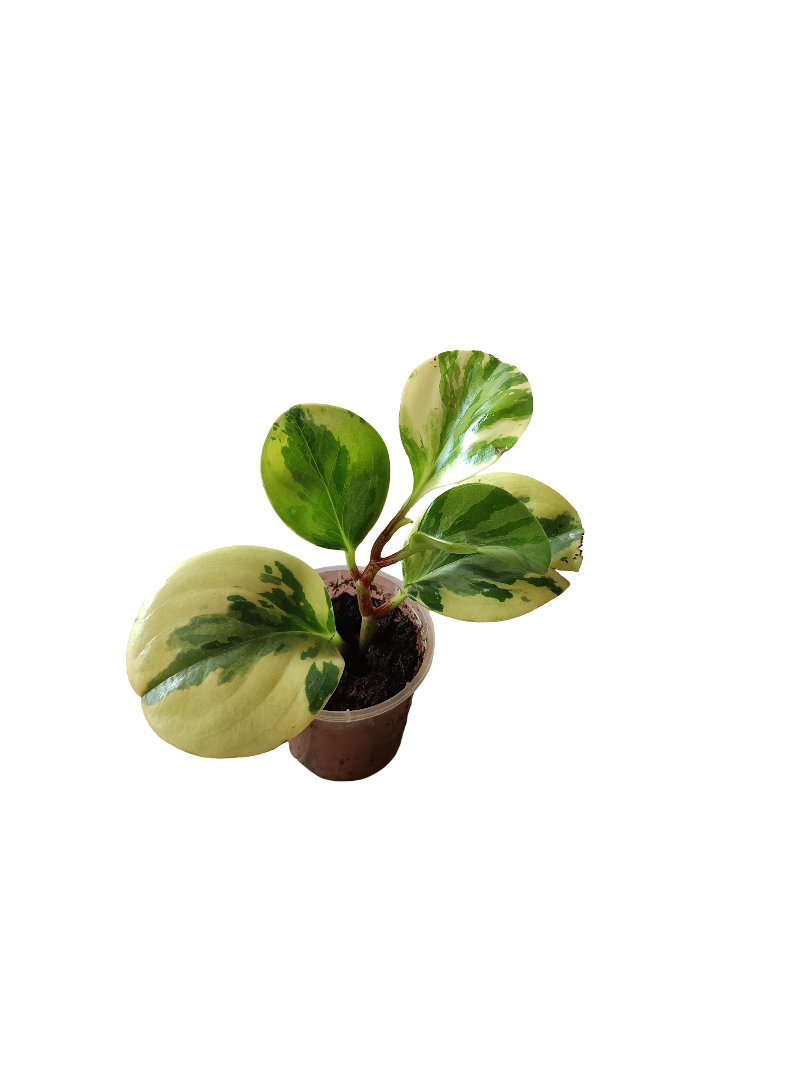 Planta Peperomia Obtusifolia De Interior Mini Ø5 Cm_0