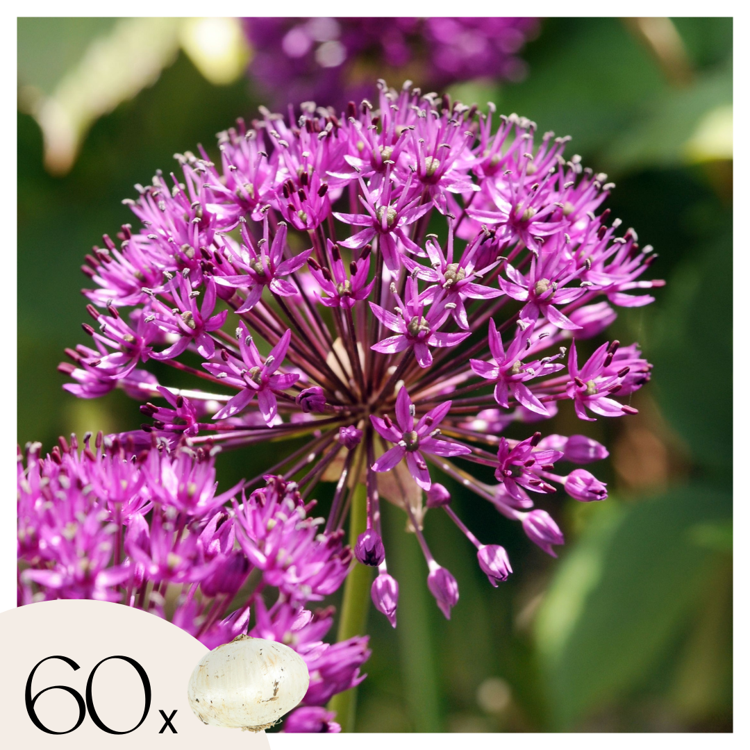 Allium Sensación Púrpura - 60 Pzs - Allium 'purple Sensation' - Bulbos De Flores_0
