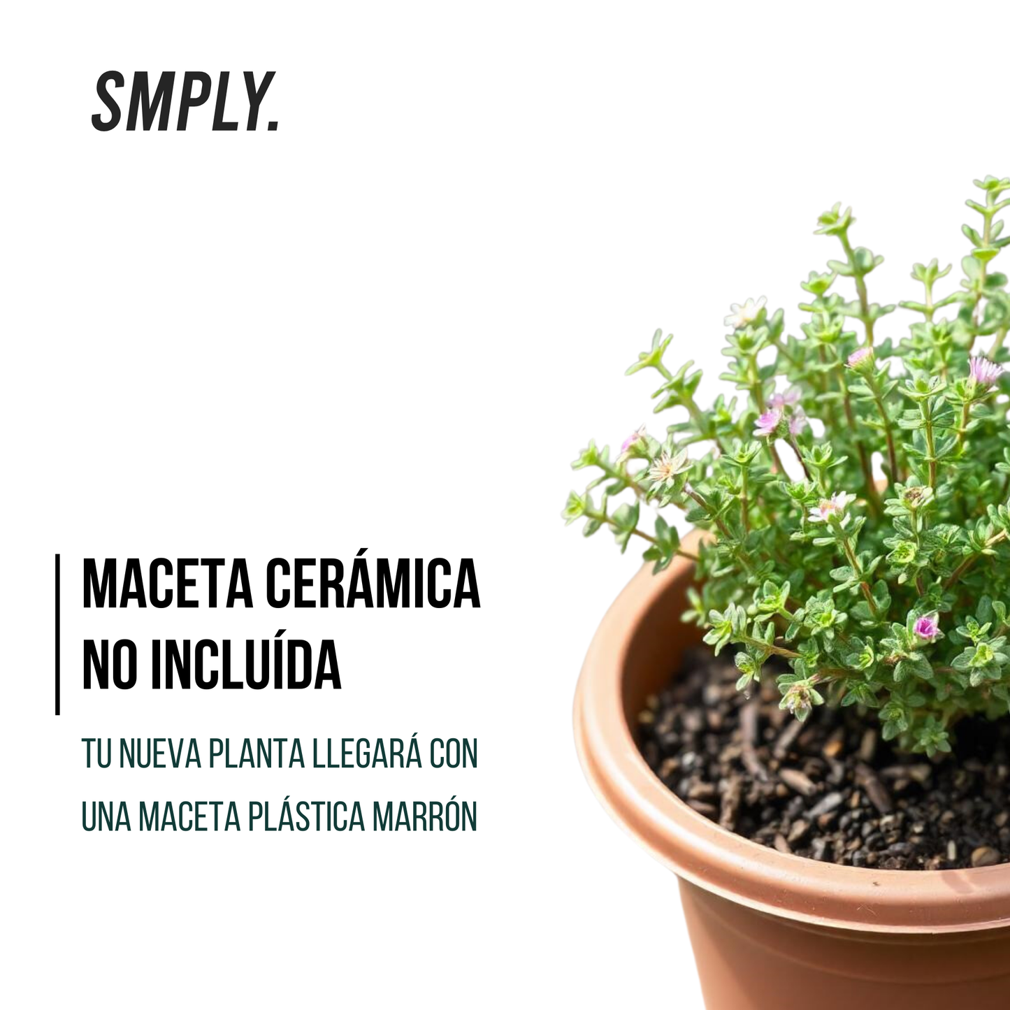 SMPLY | Pack 15 Plantas Aromáticas Naturales - Maceta M11_1