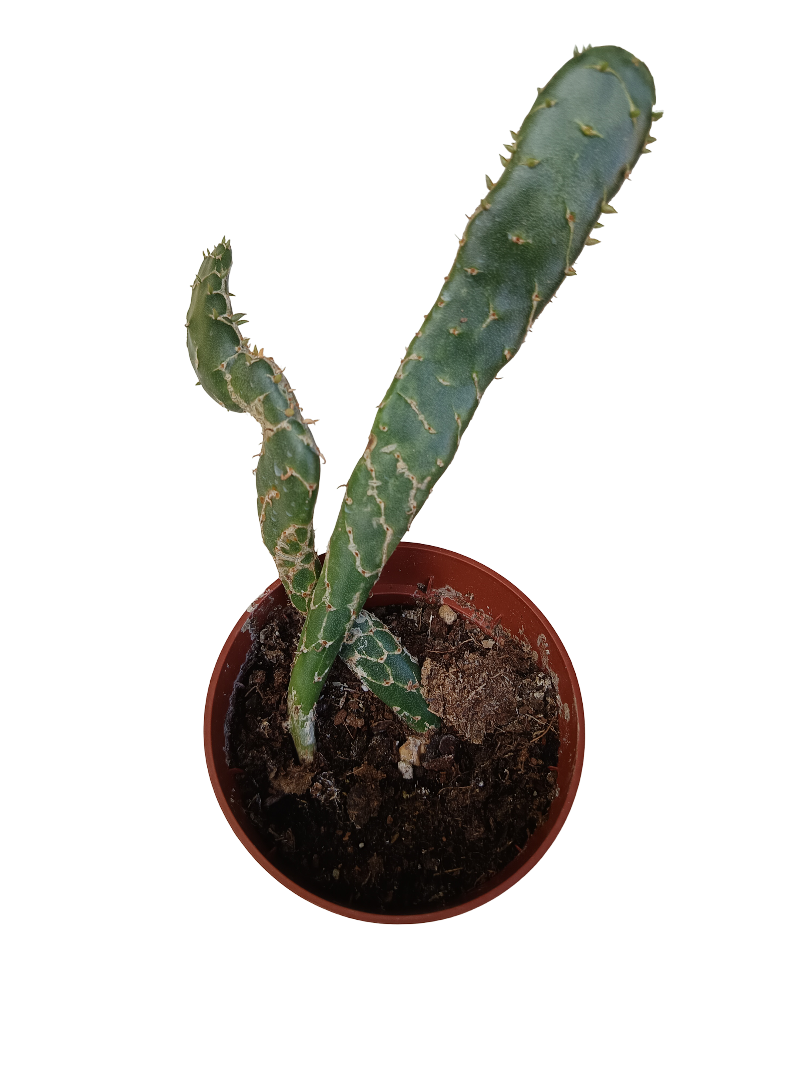 Opuntia Cobra Planta Suculenta Ø5_0