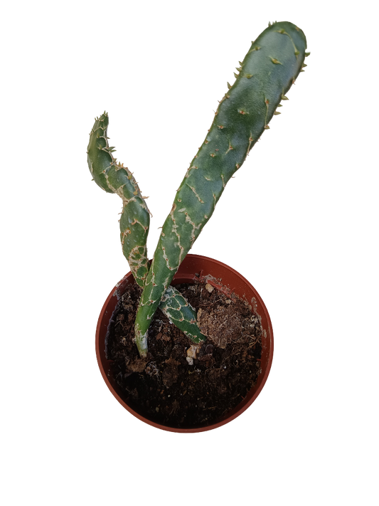 Opuntia Cobra Planta Suculenta Ø5_0