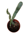 Planta Suculenta Opuntia Cobra Ø5
