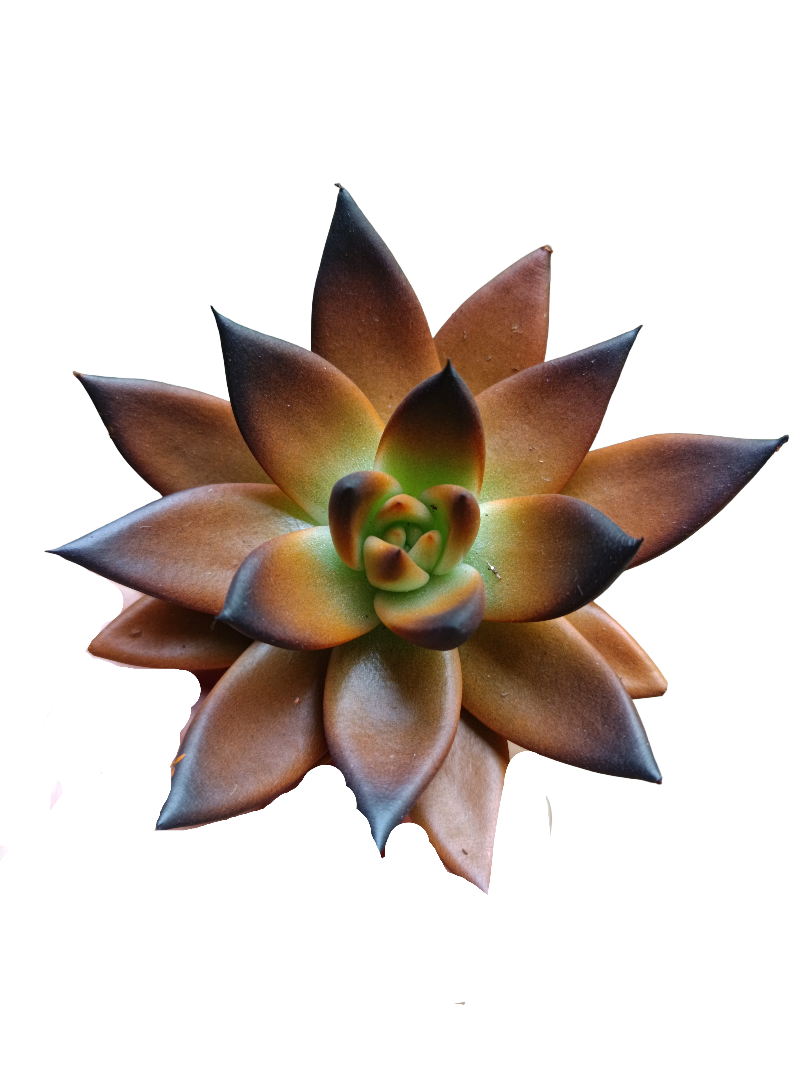 Echeveria Miranda Halloween Ø5 Planta Suculenta_0