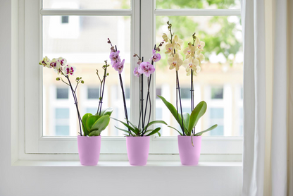 Vaso de orquídeas Brussels High Elho Vivid Violet