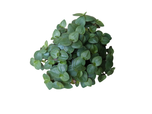 Tradescantia Minima Callisia Repens Planta De Interior Colgante Ø5_0