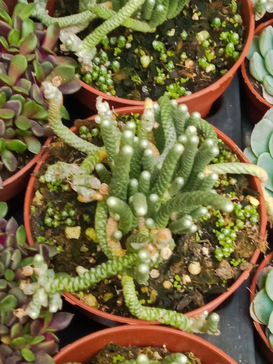 Avonia Namaquensis Planta Suculenta Ø8_0